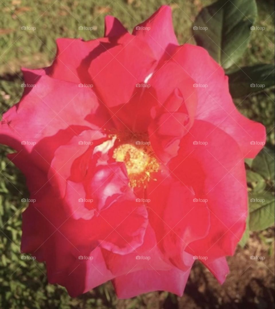 🌹 🇺🇸 Very beautiful flowers to brighten our day.  Live nature and its beauty. Did you like the delicate petals? / 🇧🇷 Flores muito bonitas para alegrar nosso dia. Viva a natureza e sua beleza. Gostaram das pétalas delicadas? 