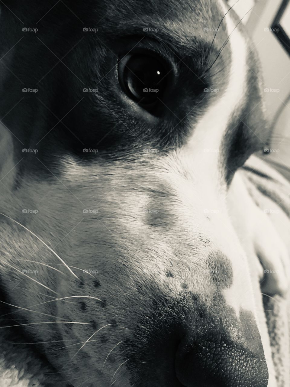 Close up of a pitbull in black and white 