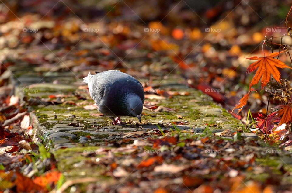 Close-up of pigeon with maple leaf