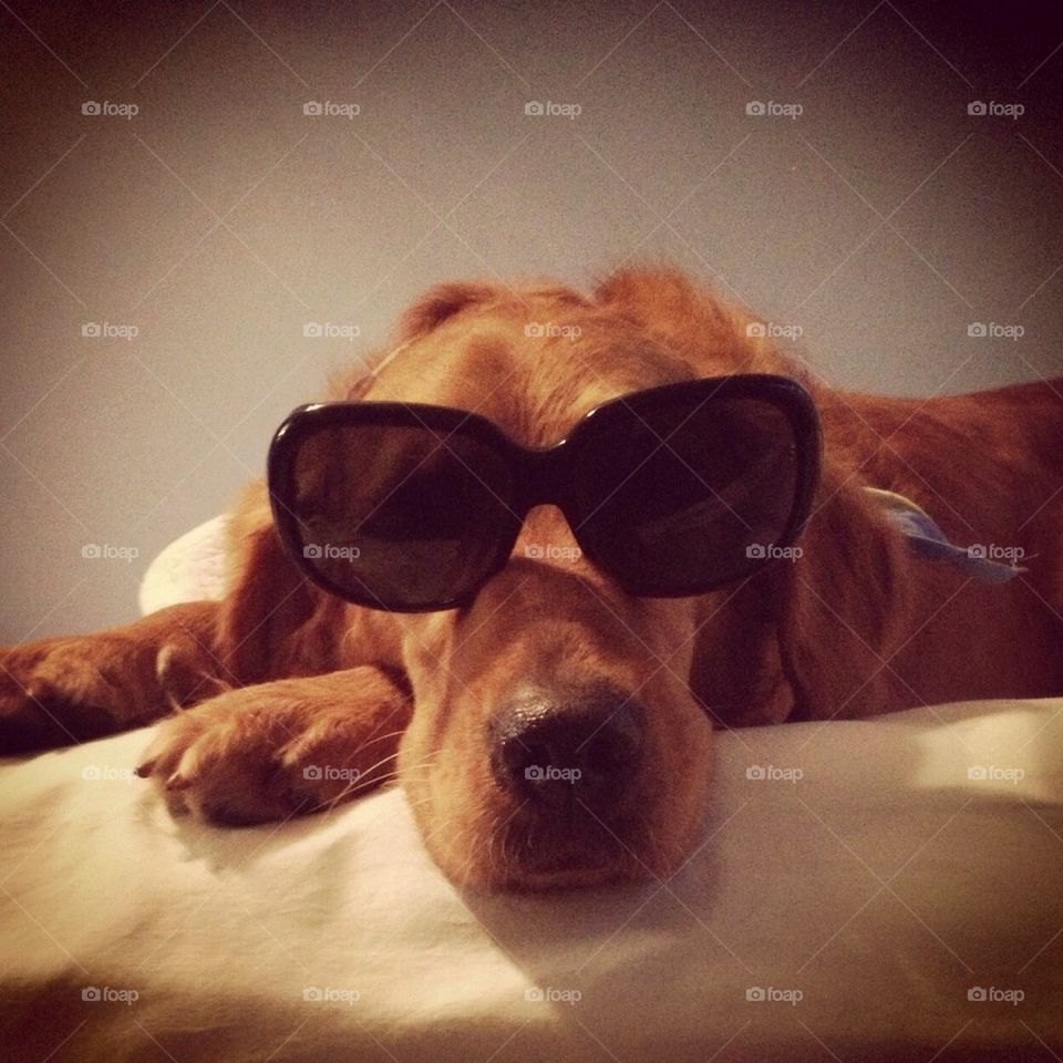 Cool dog