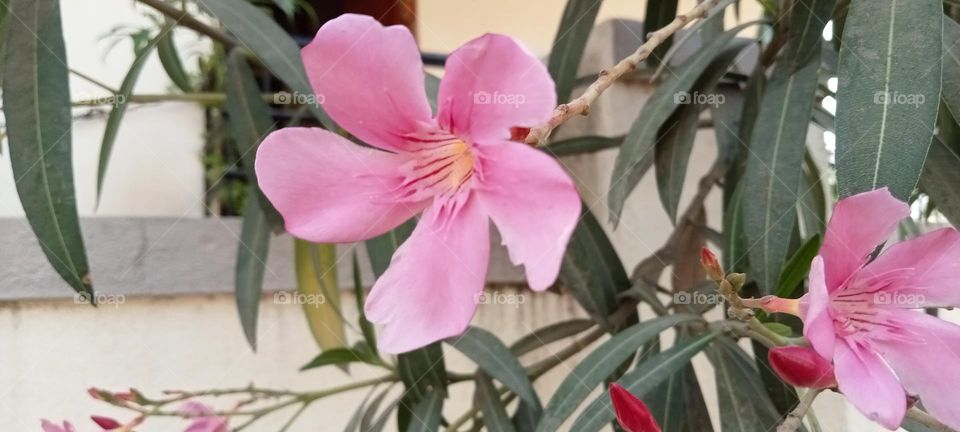 Very soft and having beautiful pink coloured this flower 🌺🌺 called Nerium Oleander. This is short tree or shrub.