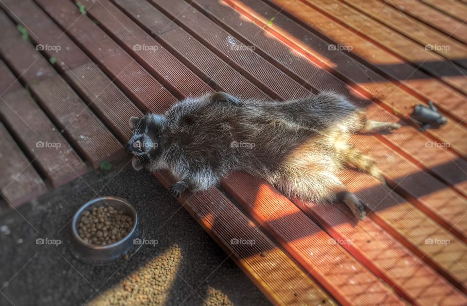 When you are too lazy to eat like a normal raccoon