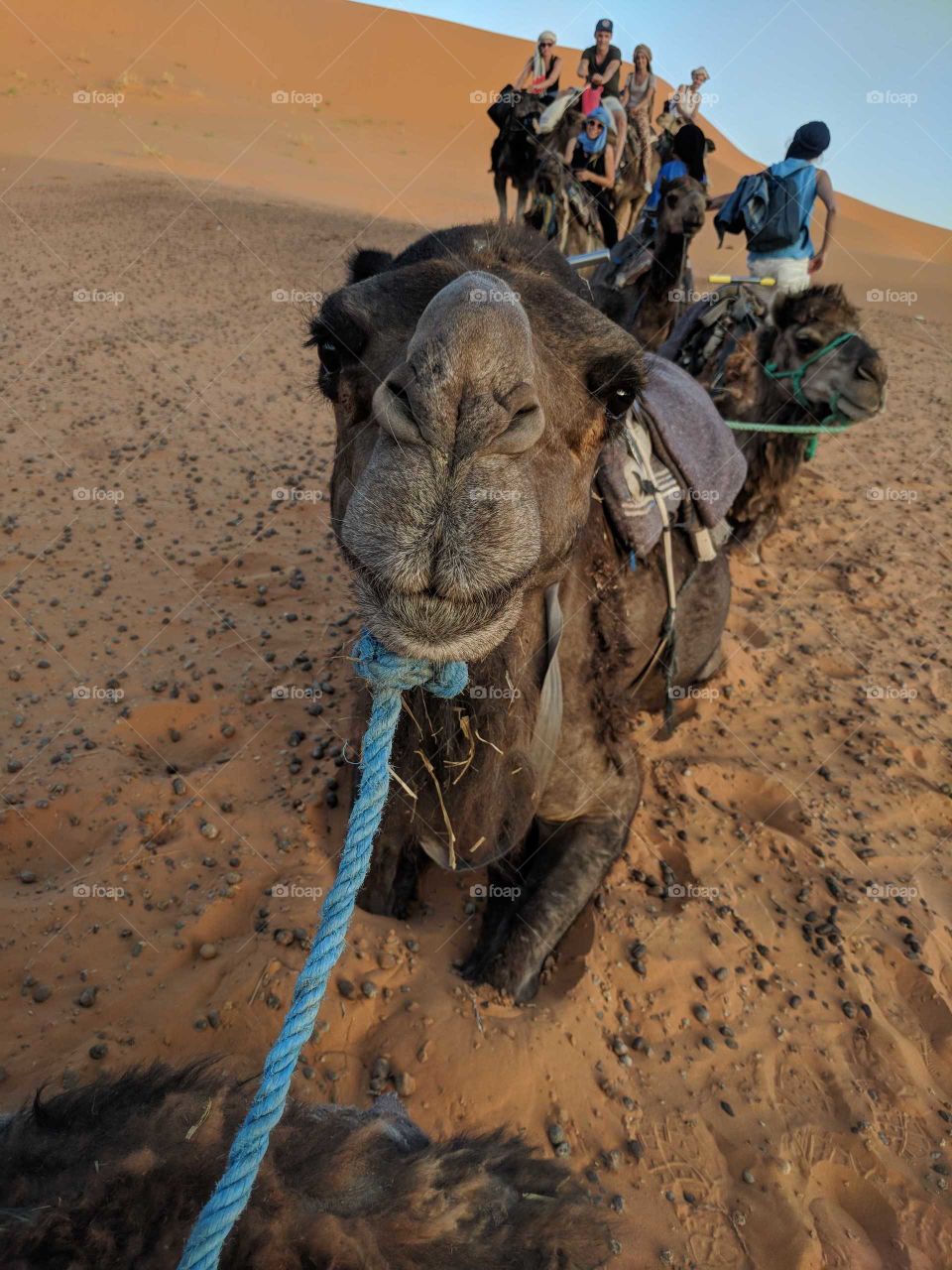 Happy Smiling Camel Lying Down in a Group of Camels and People in the Sahara Desert in Morocco