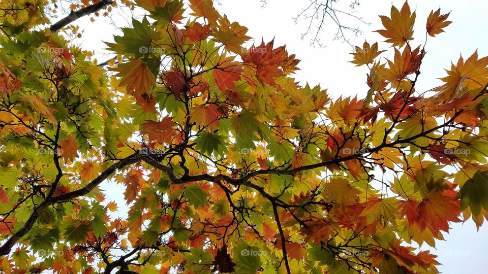 Colorful autumn trees