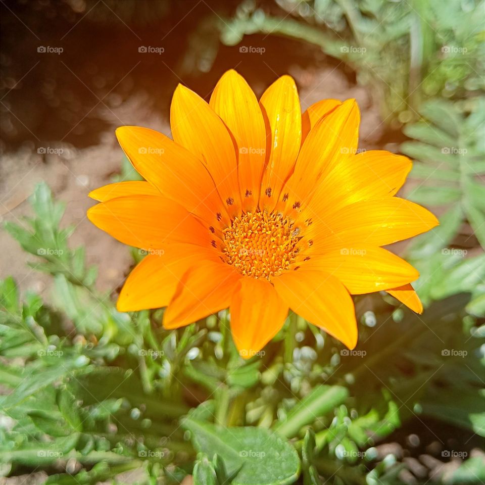 Beautiful flower
