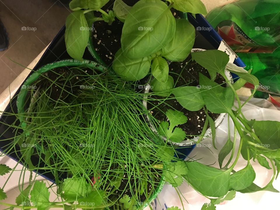 Getting a herb garden started 