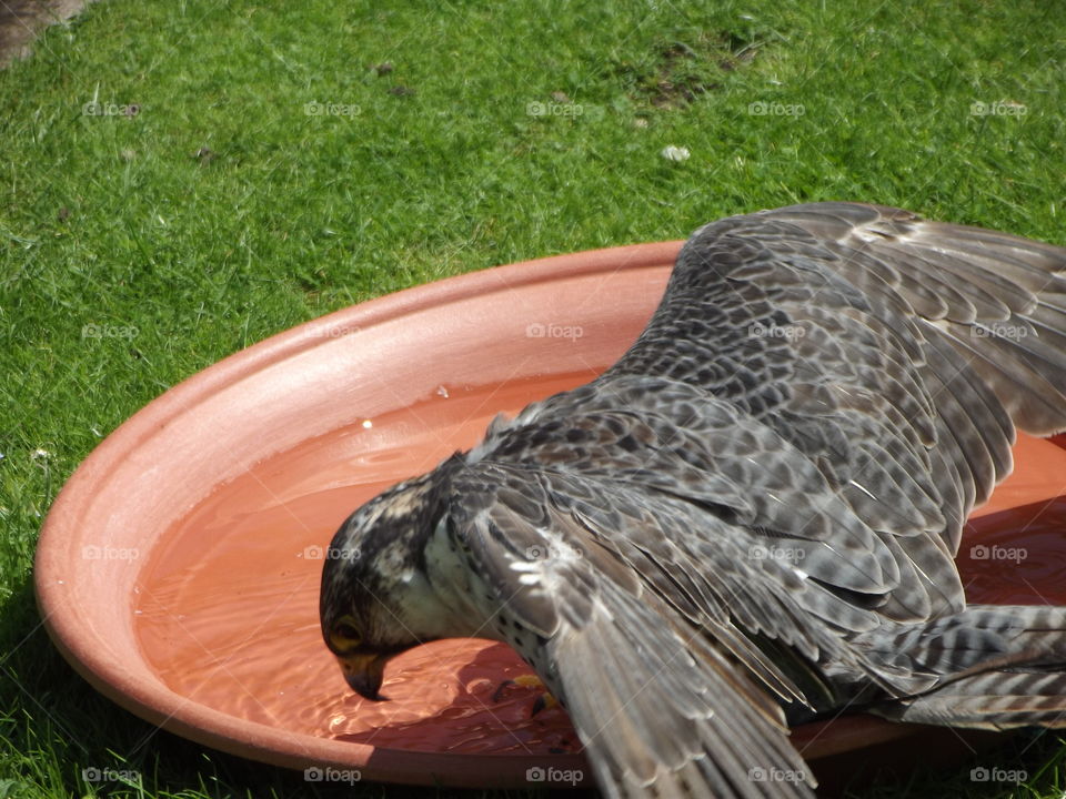 Bird Drinking