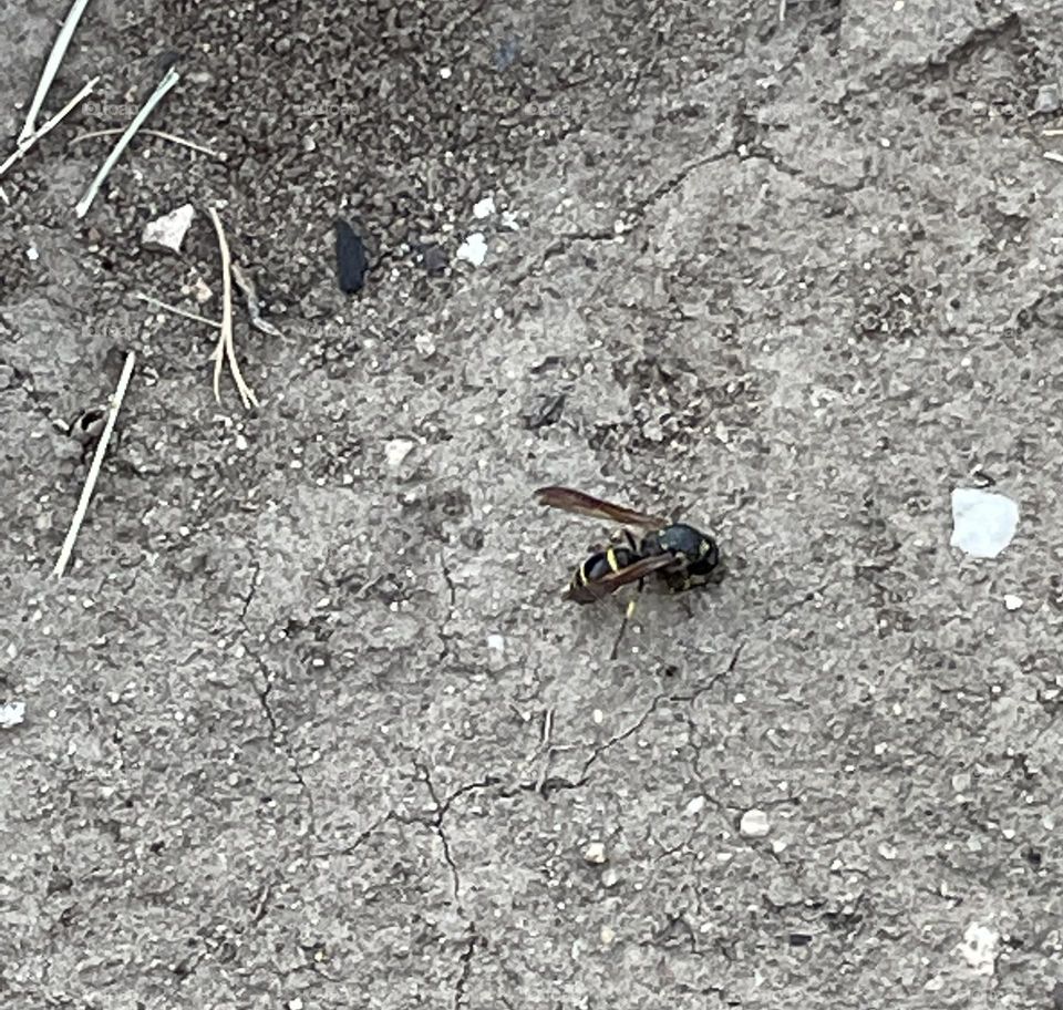Wasp digging in the ground