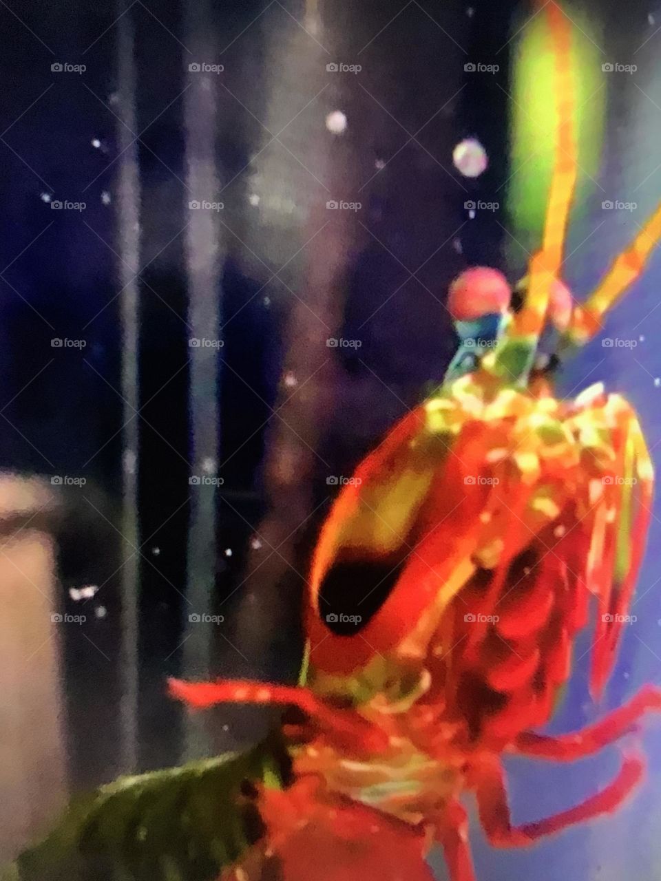 Peacock Mantis Shrimp