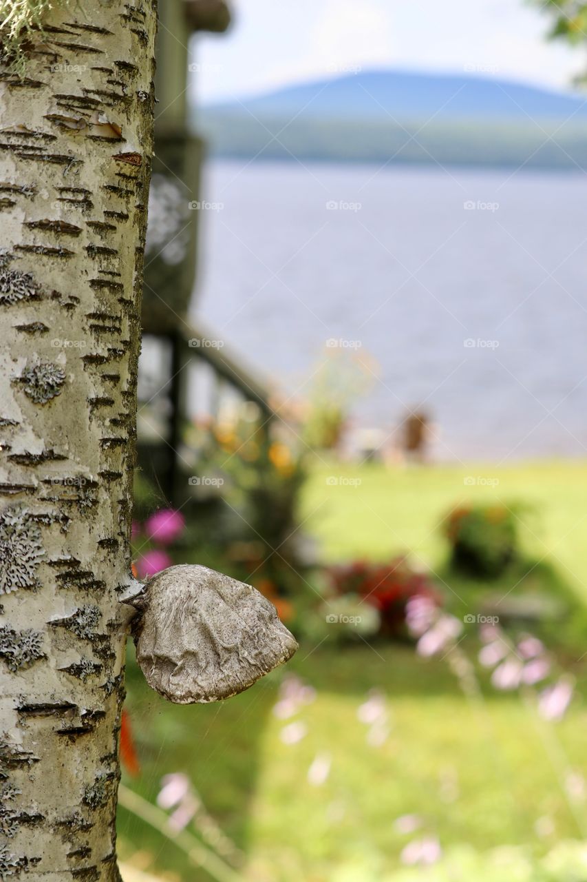 Fungus growing on a silver birch tree at the lake