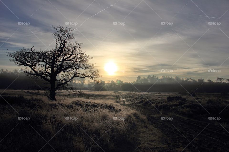 A landscape photograph of the Kalmthoutse Heide in Belgium at sunrise during winter. the meadow is nice and yellow. you can go hiking through the beautiful environment.