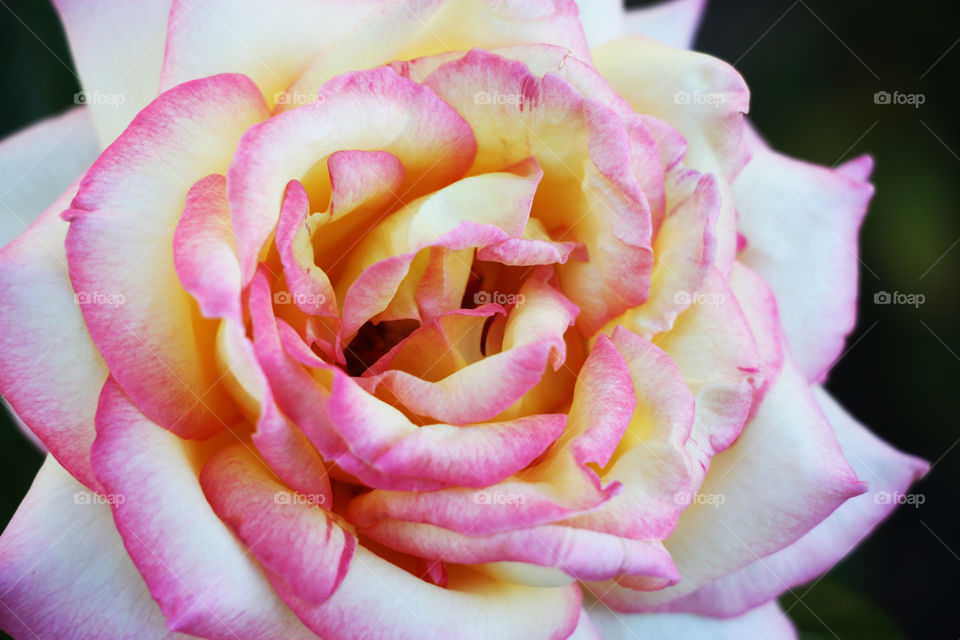 A white pinkish rose