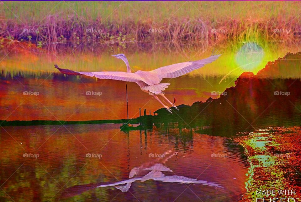 Into the Sunset . Superimposed photo of a great blue heron flying into the sunset. 