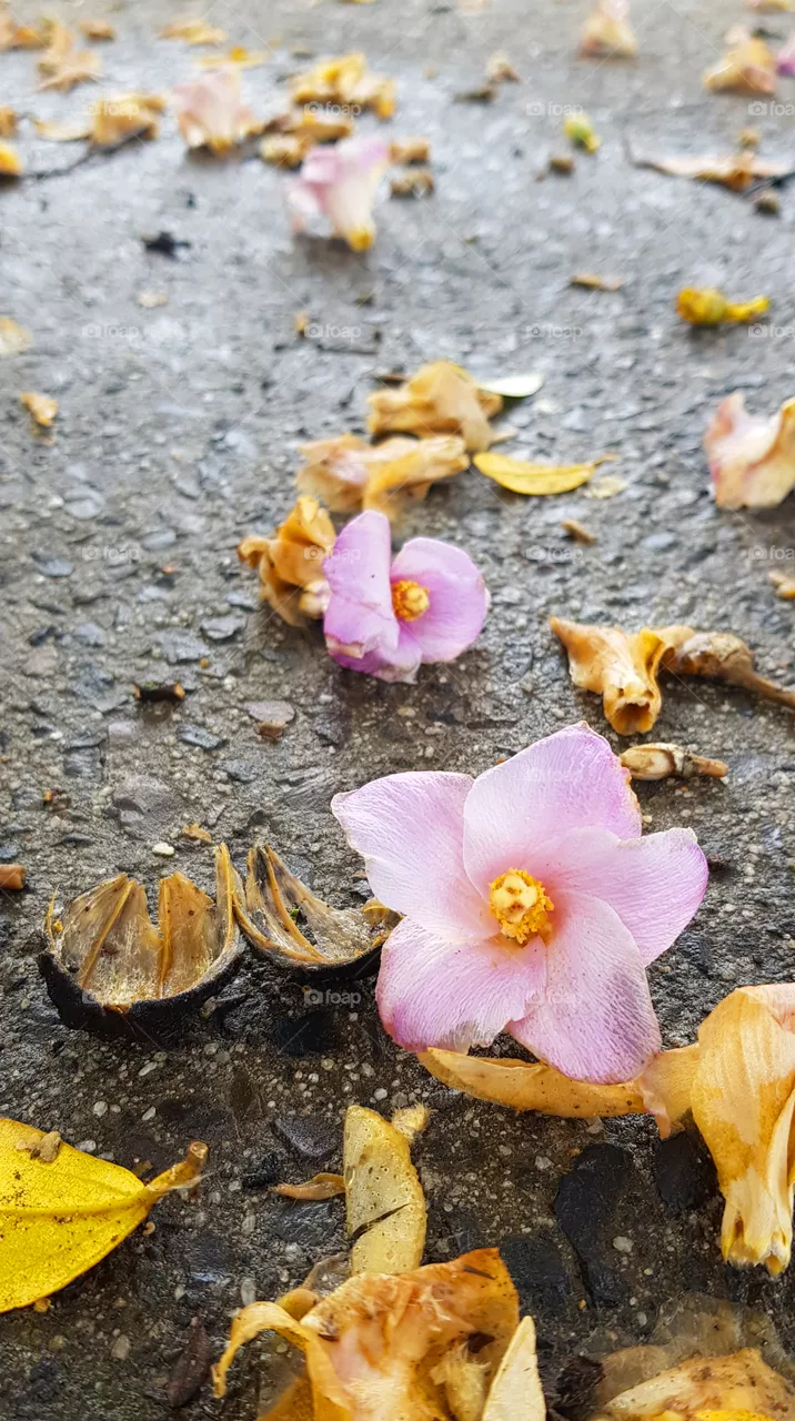 Last bloom