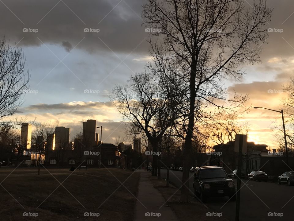 Denver tree sunset