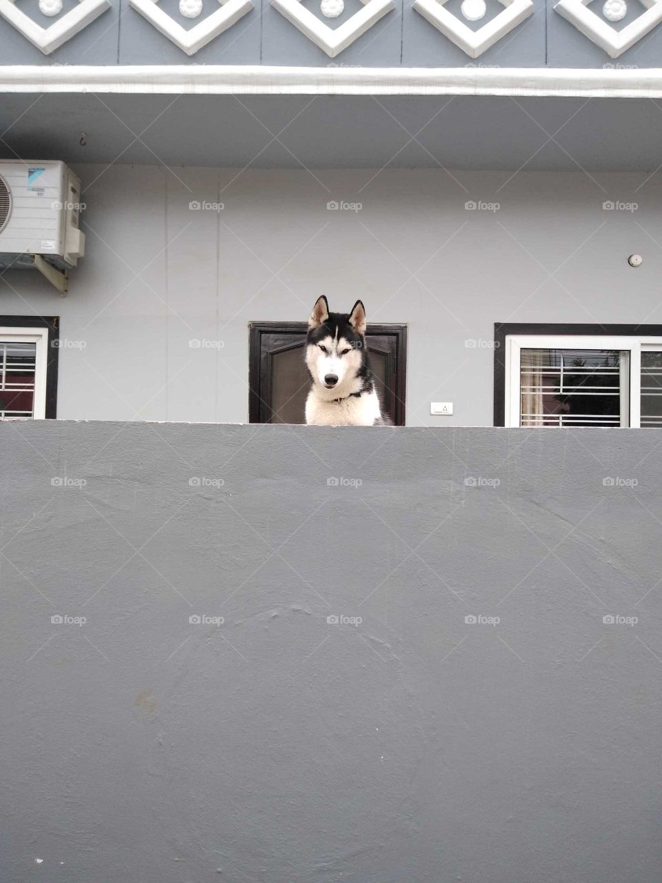 a dog looking out of the wall