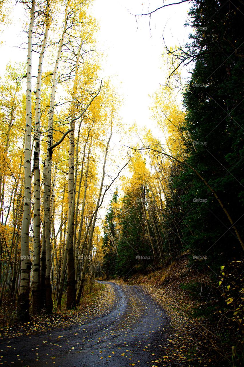 Autumn leaves falling on quiet dirt road 