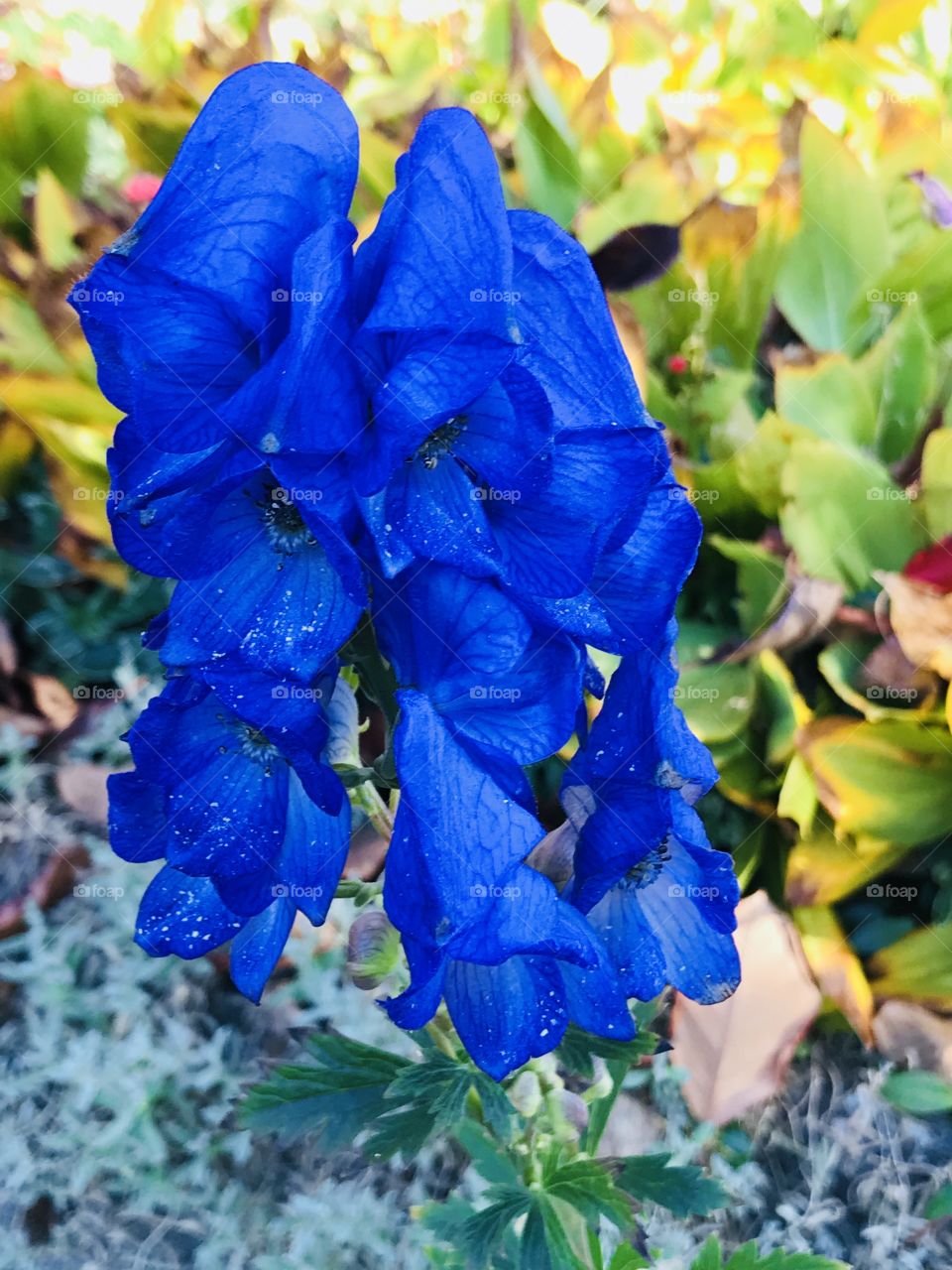 Blue flower 