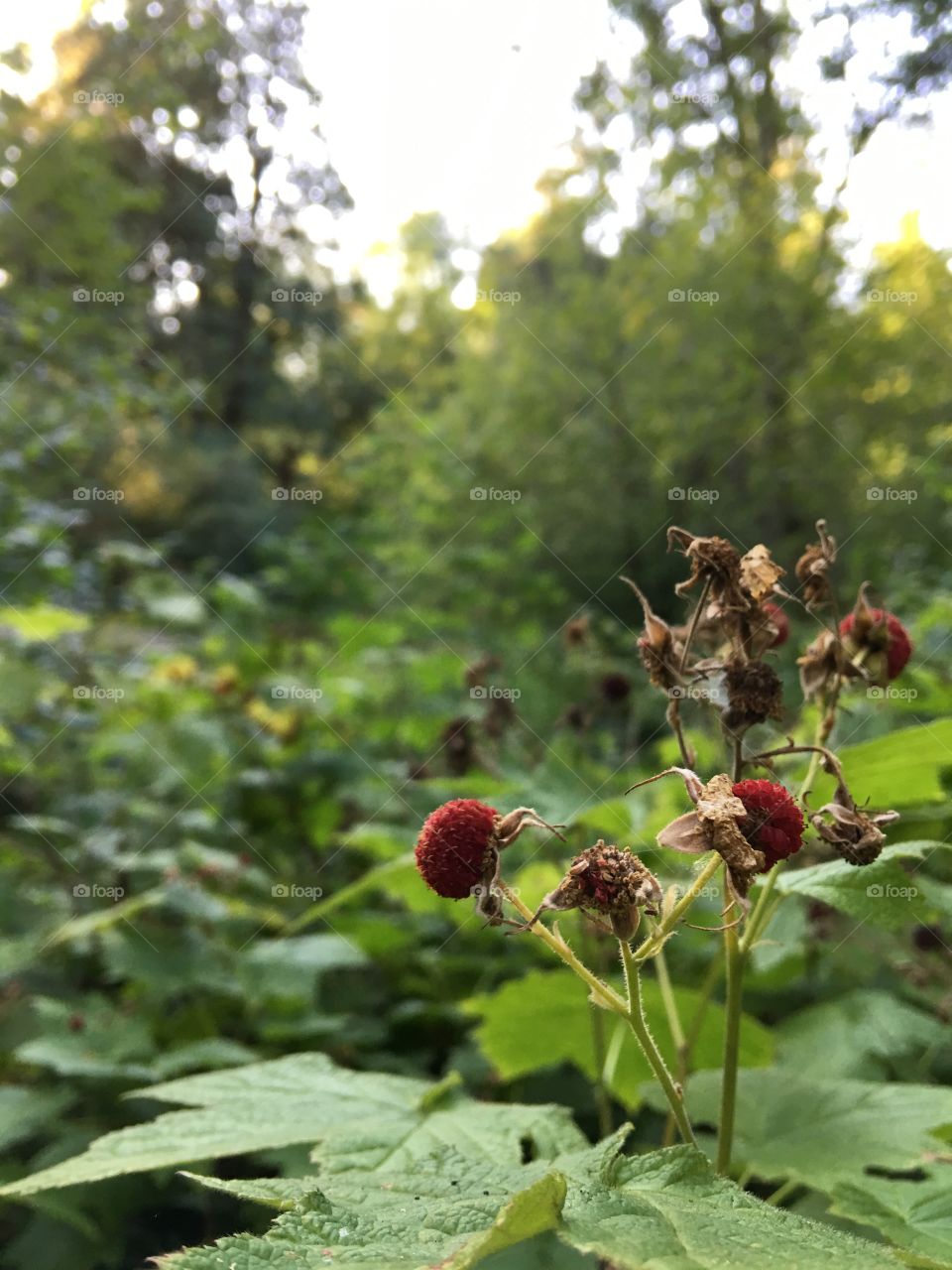 Two ripe thimbleberries in the late summer forest