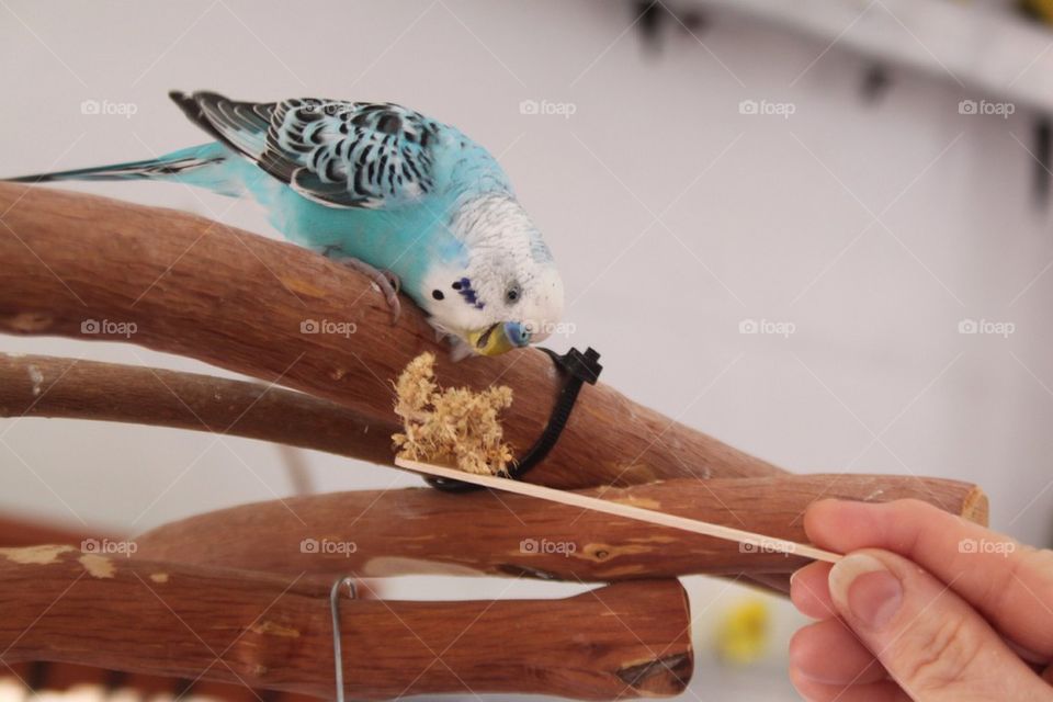 Blue parakeet eating 