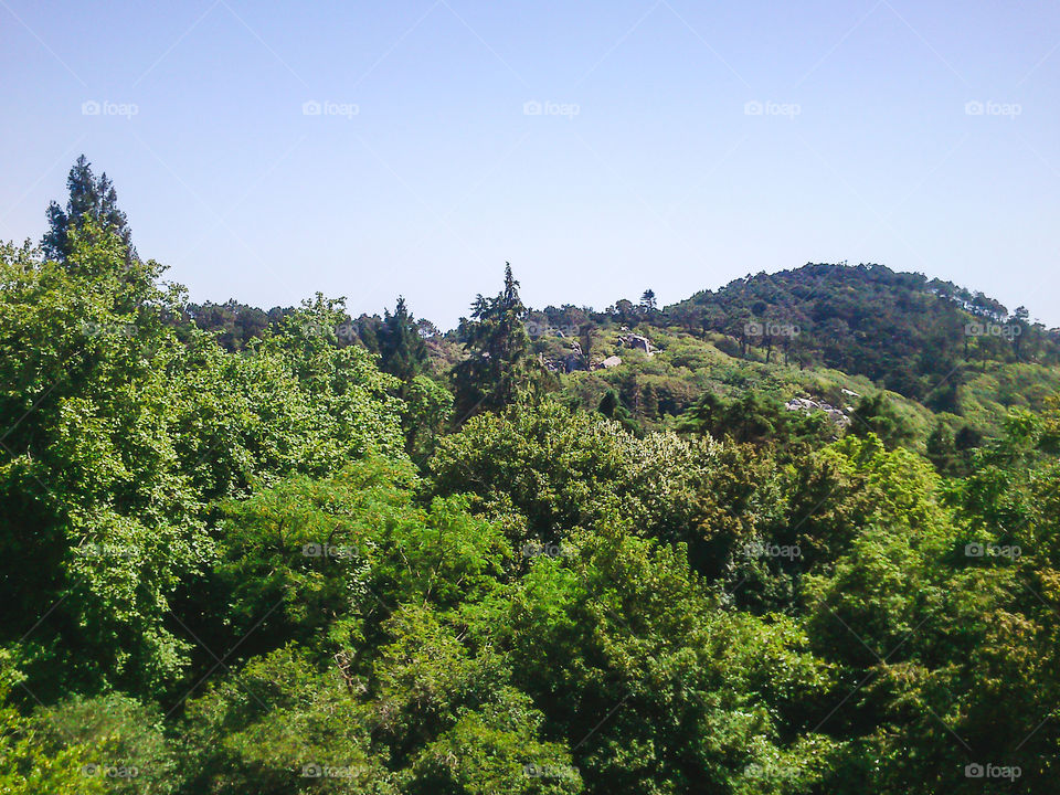 Nature, No Person, Wood, Tree, Landscape