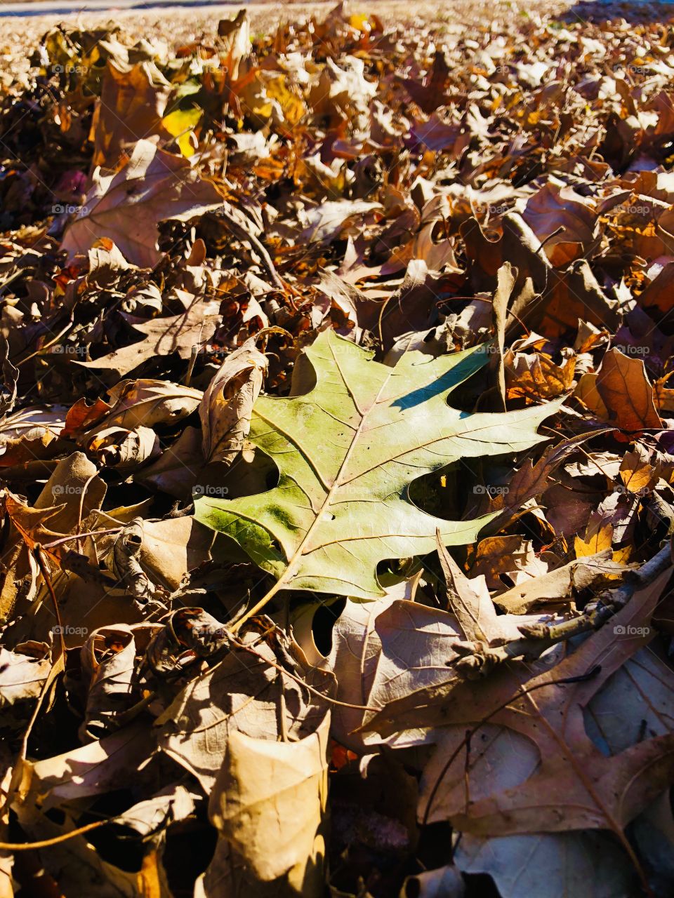 One green leaf stands out in the many golden brown ones