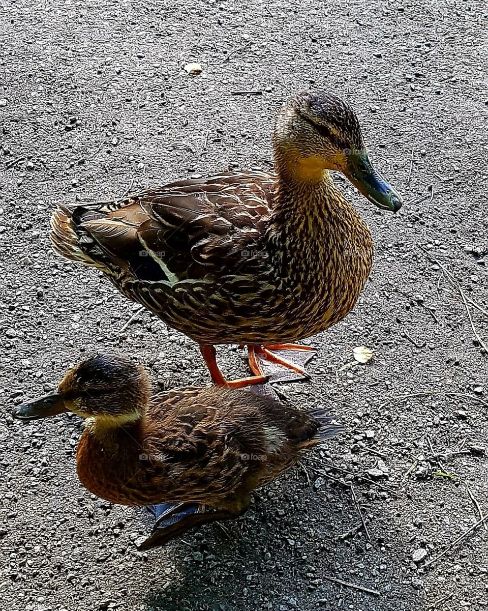 ducks