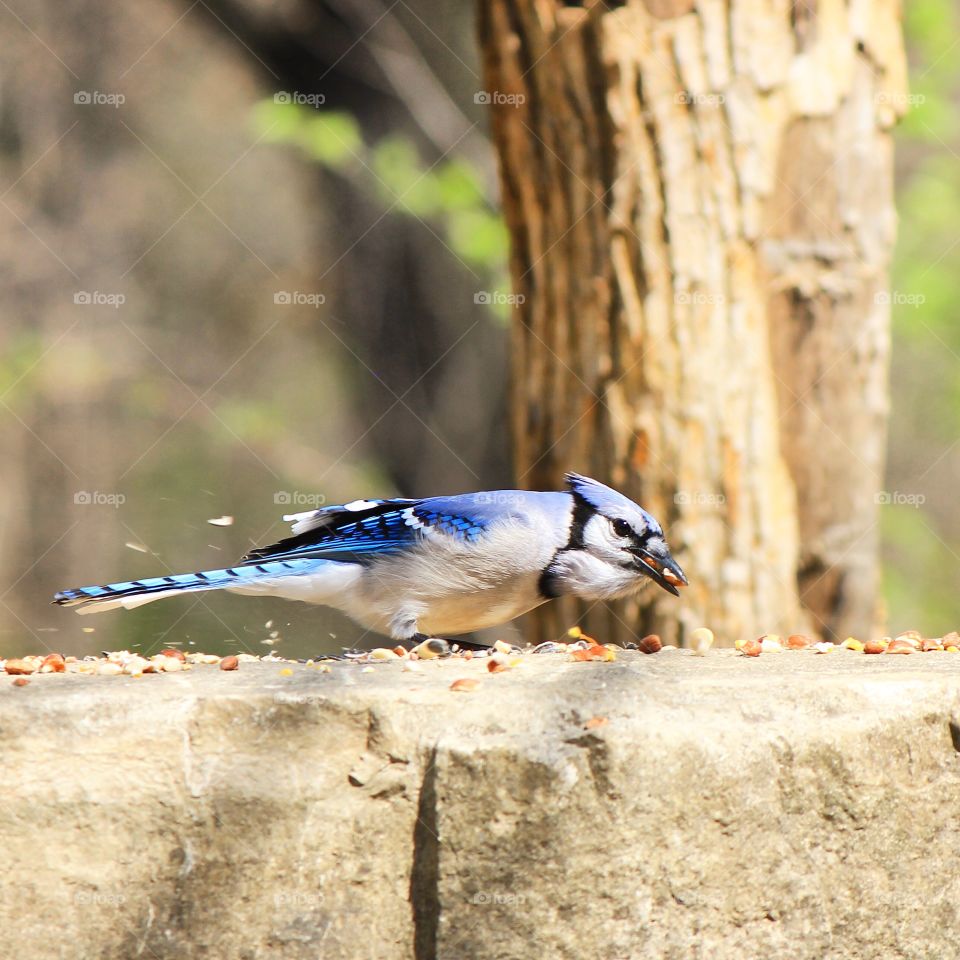 Blue jay eating on rock