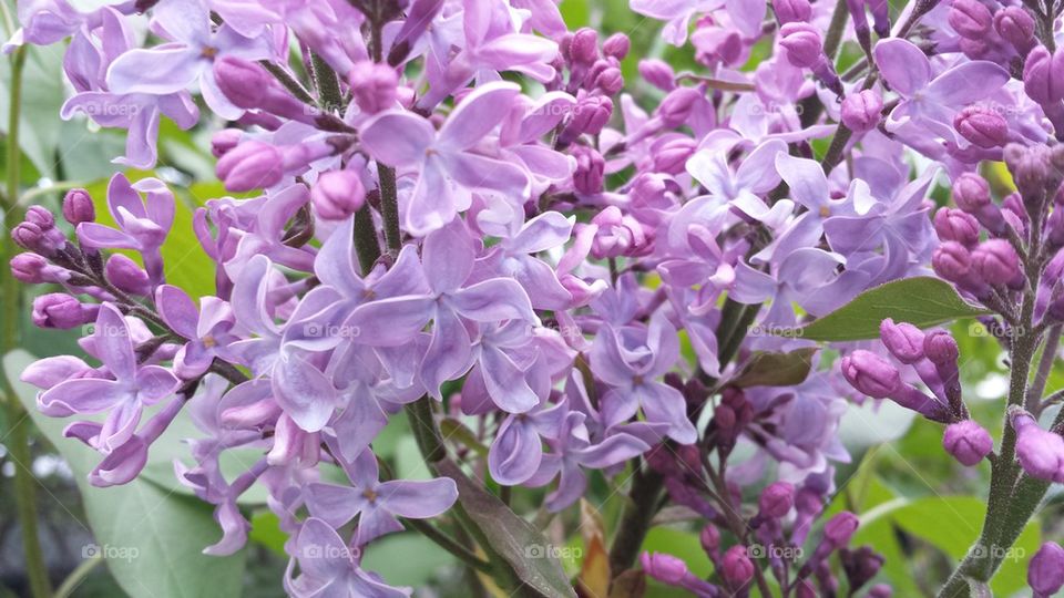 Lilacs in bloom