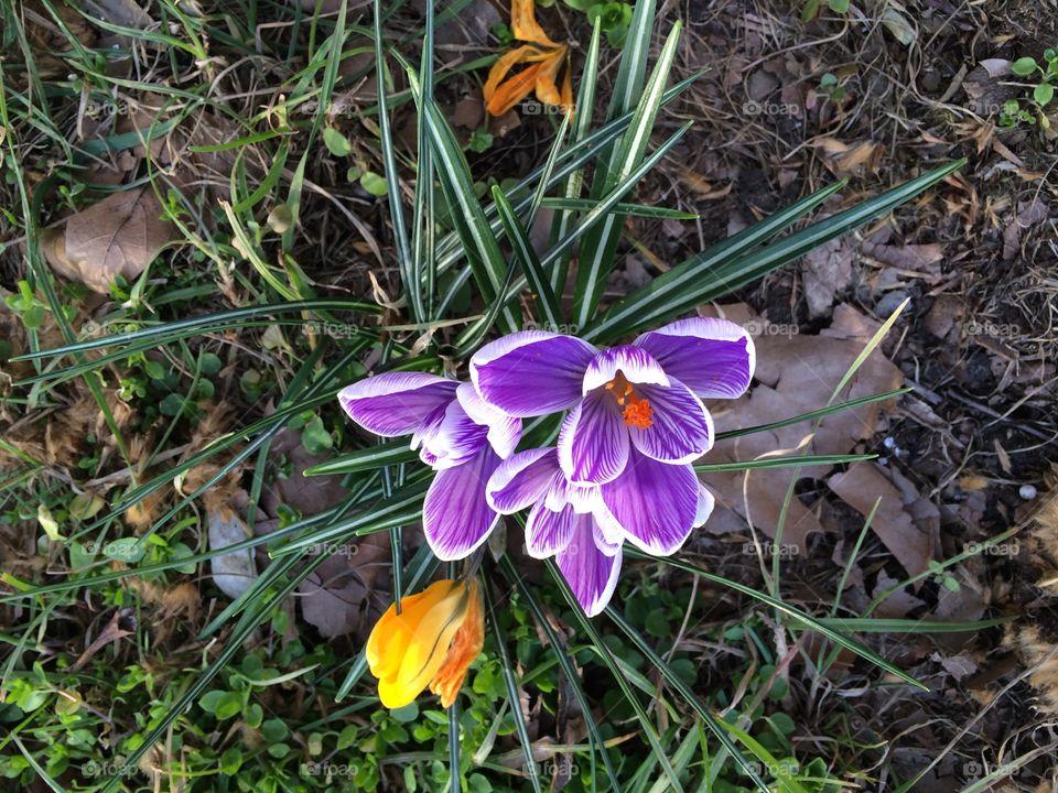 Flowers outside 