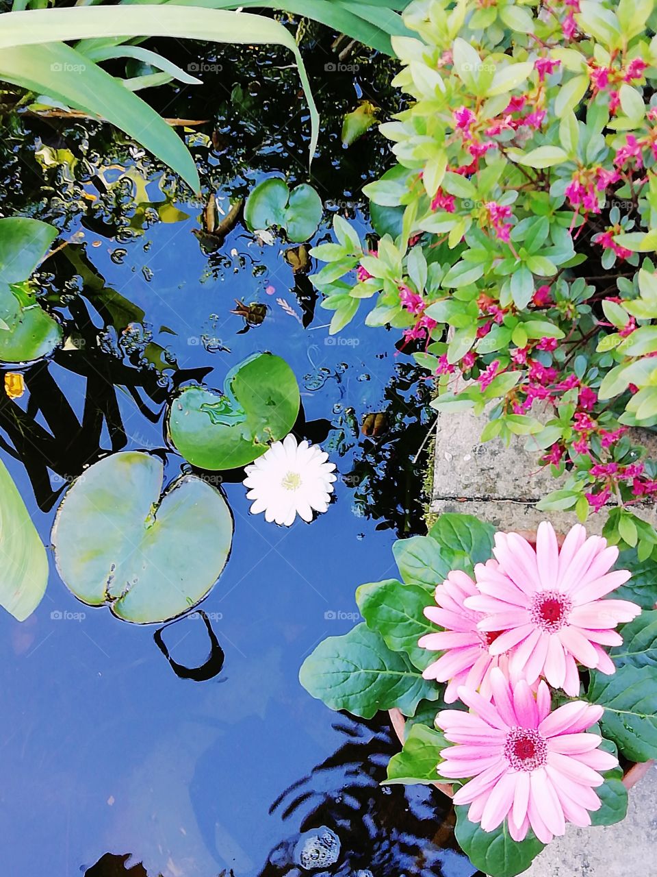 Flowering garden pond