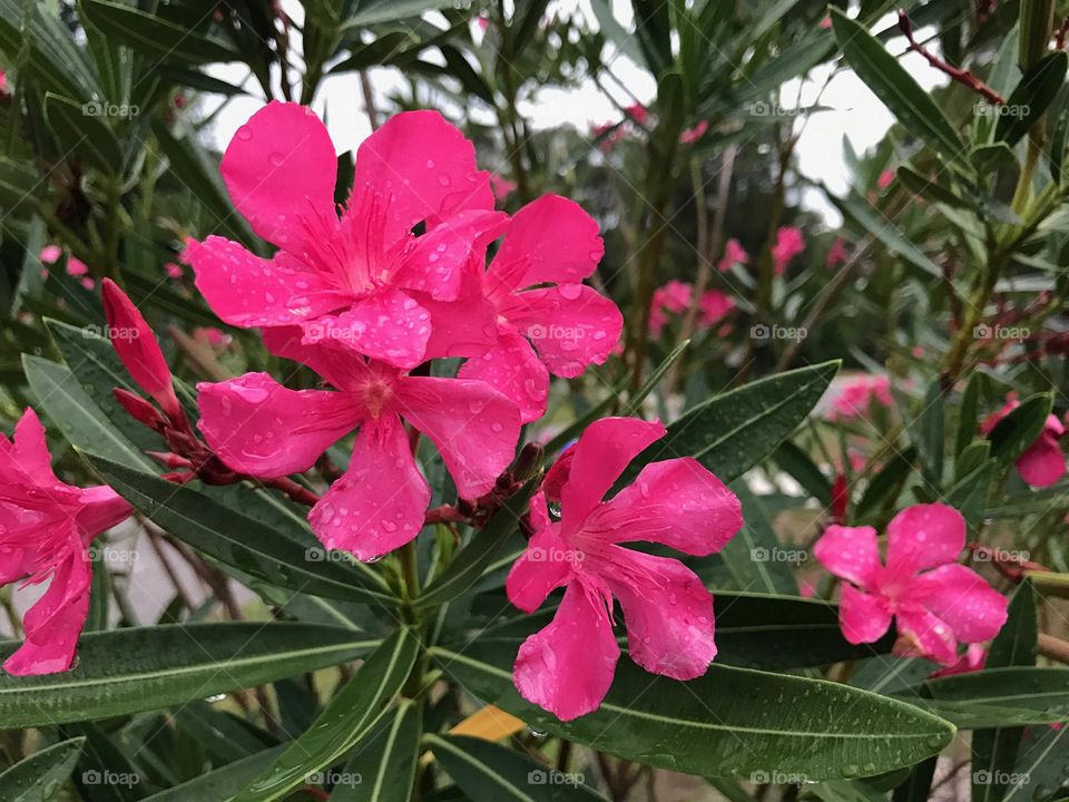 Beautiful magenta flowers;