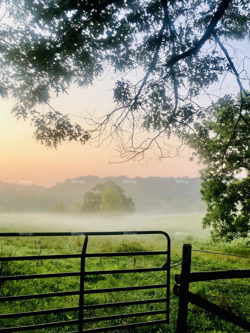 View from the pasture gate. Early morning mist across green pasture and distant hill, from under the shade tree. 