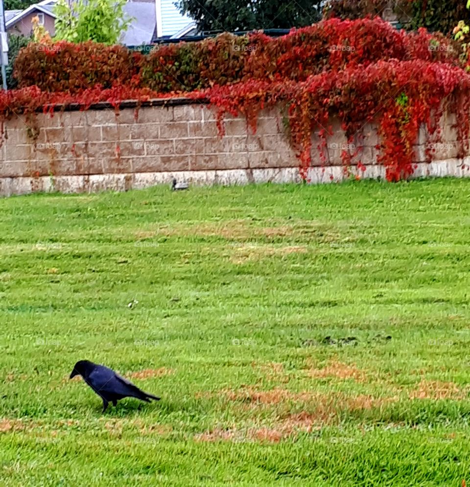 changing colors of fall and a crow on the grass