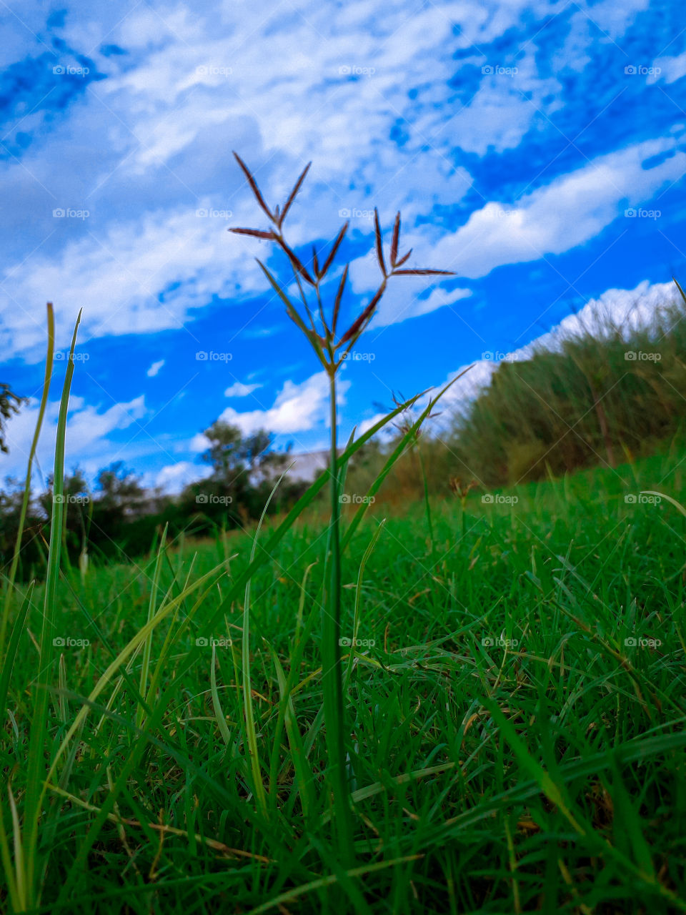 green grass and blue Skye