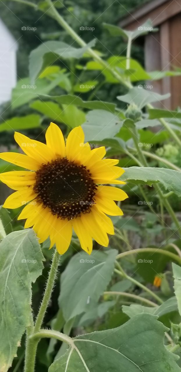 Have a little Sunflower in your day