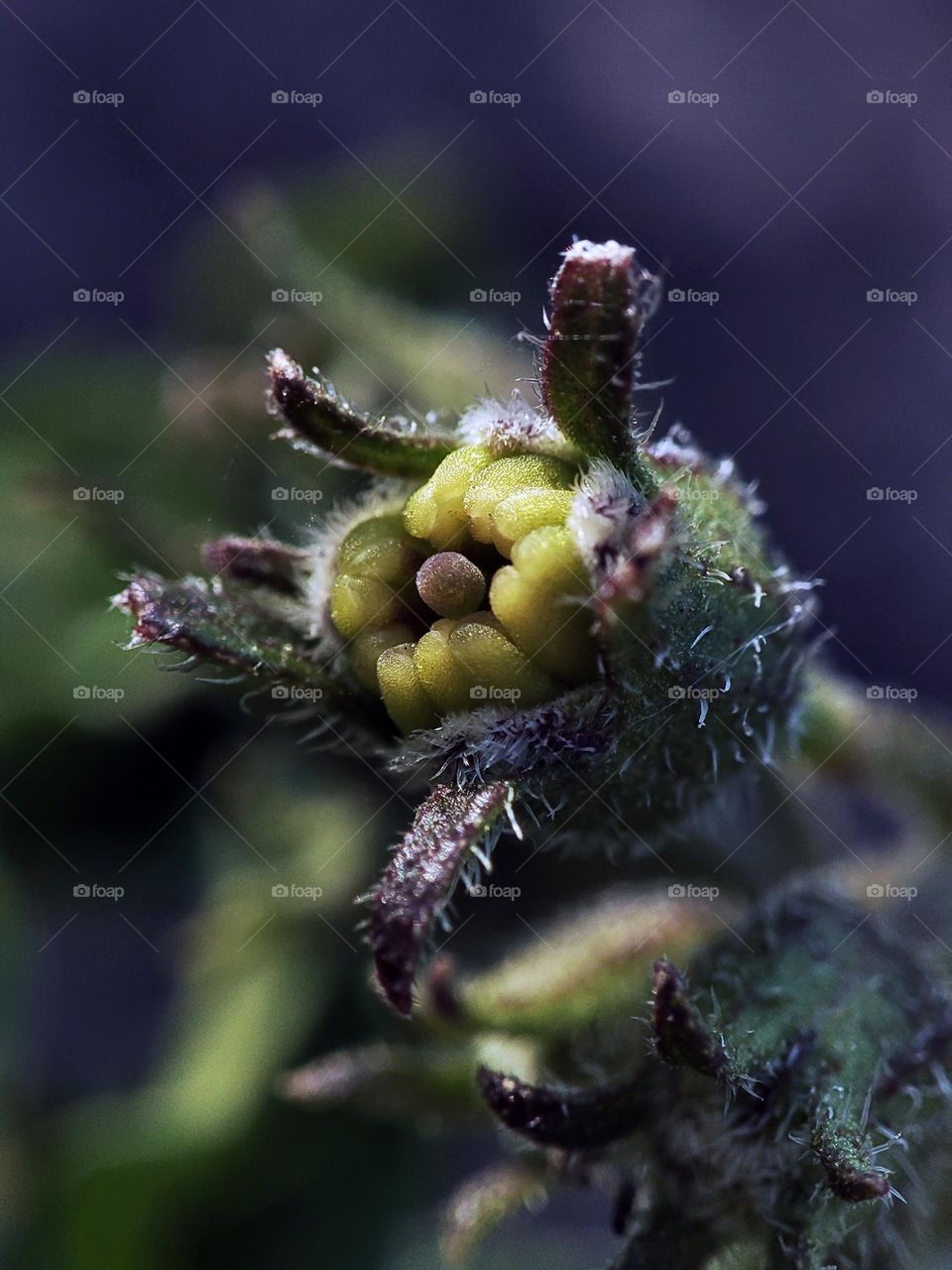 Macro photo of flowering grass