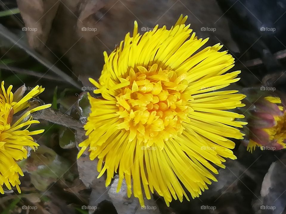 Dandelion
