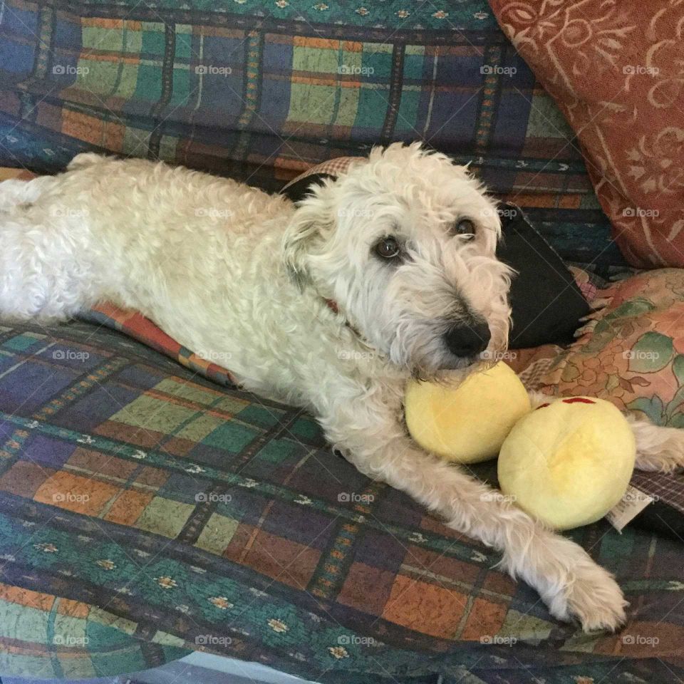 honey the wheaten terrier playing with toy