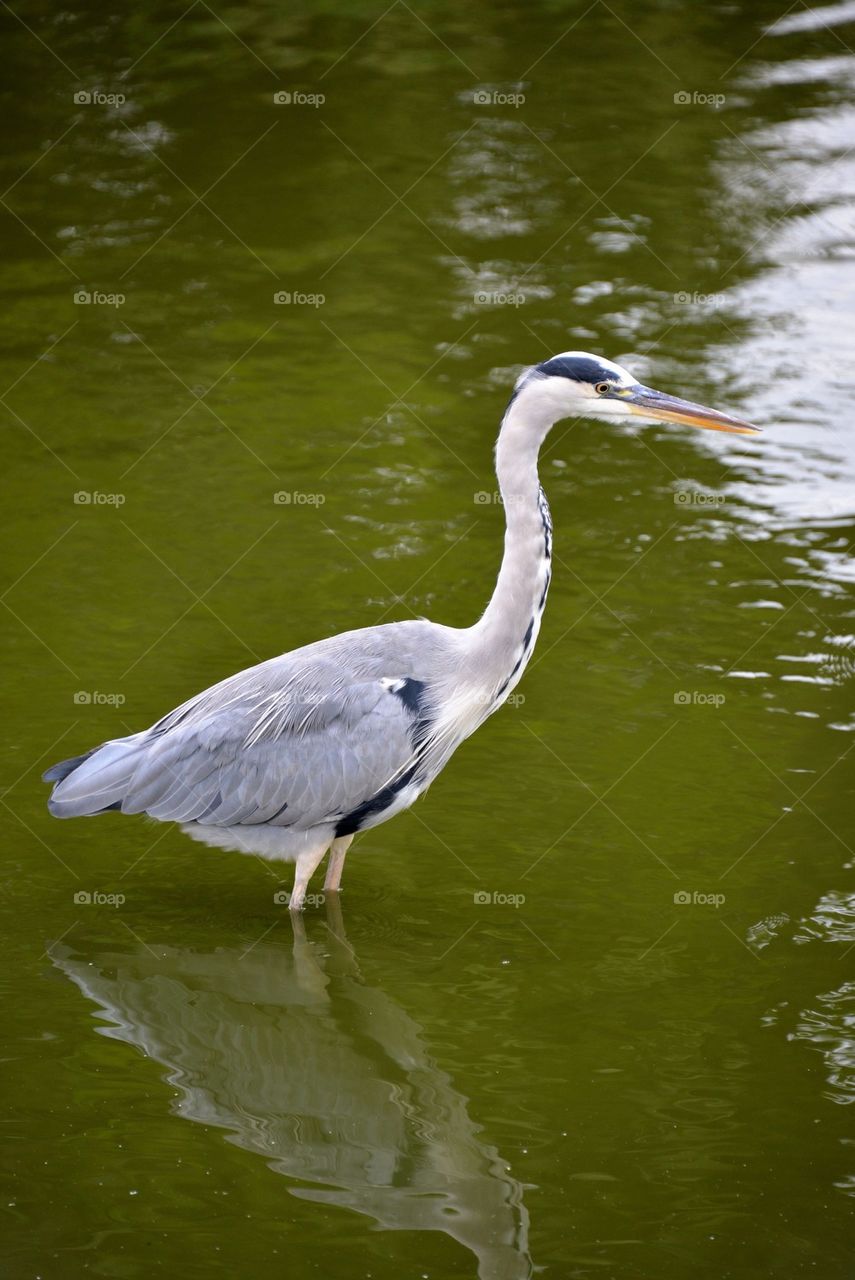 A heron in a pool in Lier, Belgium.