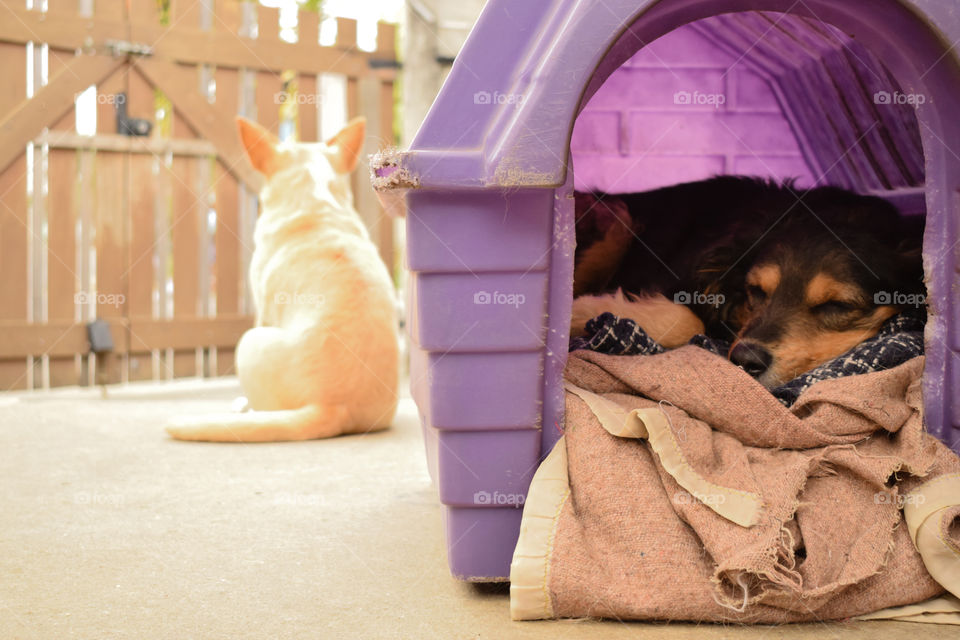 dormir durante o dia