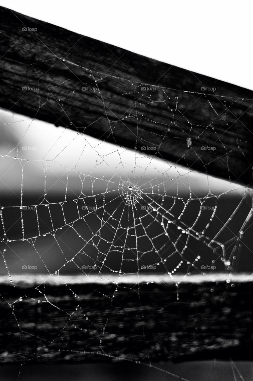 The webs we weave