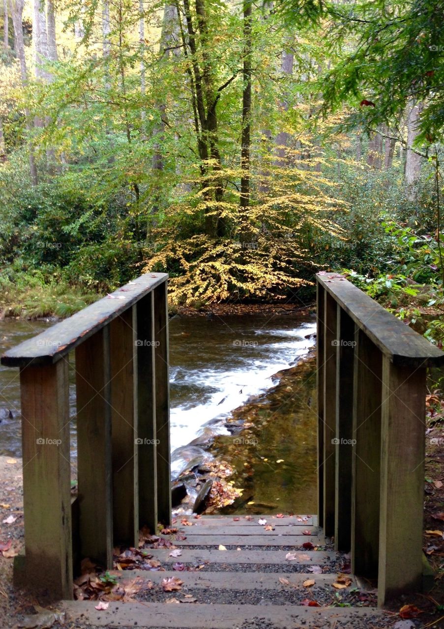 Walkway to Nature