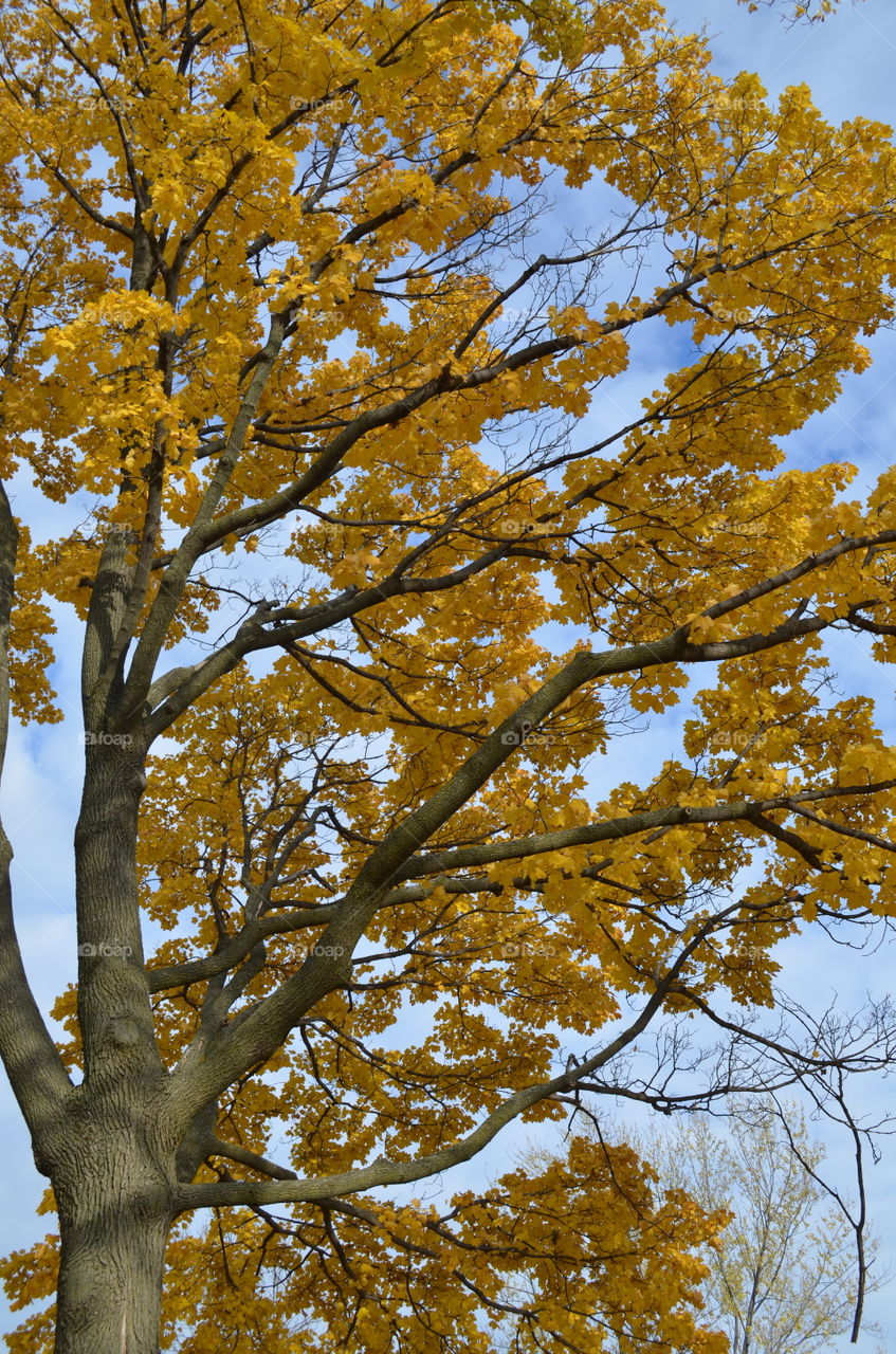 Yellow Fall Foliage