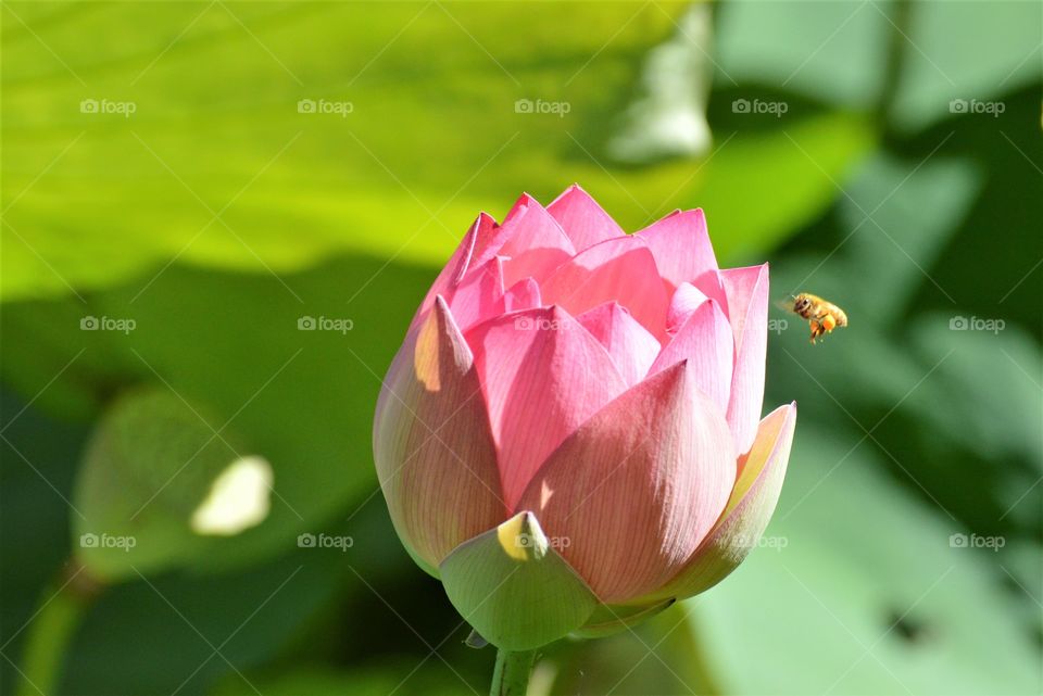 close up of a honey bee flying towards a lotus flower - water lily. insect plant life