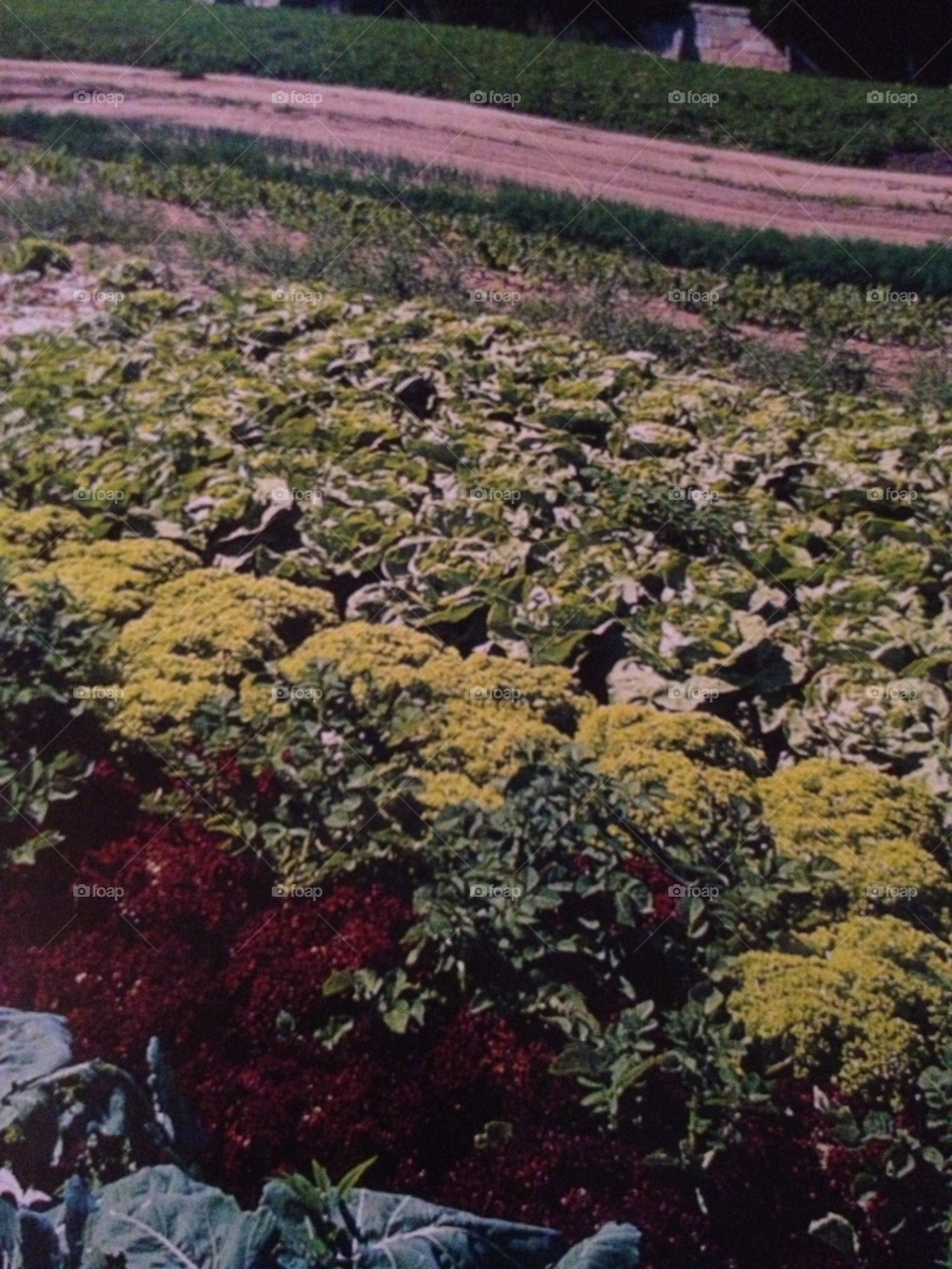 flower feld beet green by katrink