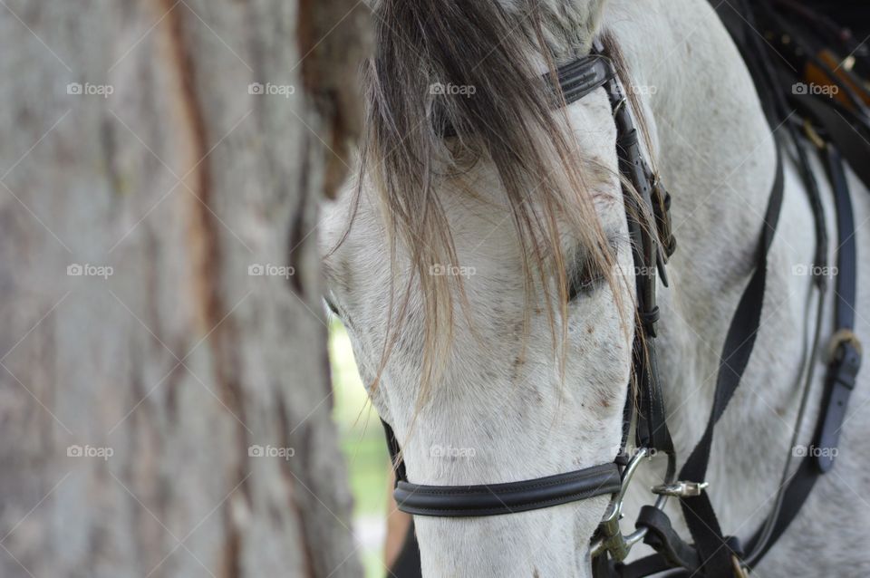 Closeup of Horse 