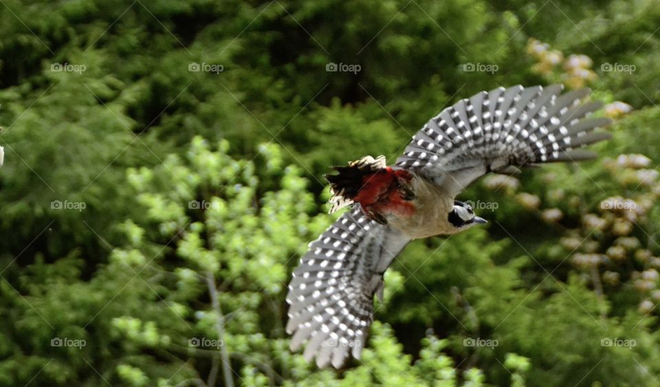 Woodpecker in flight