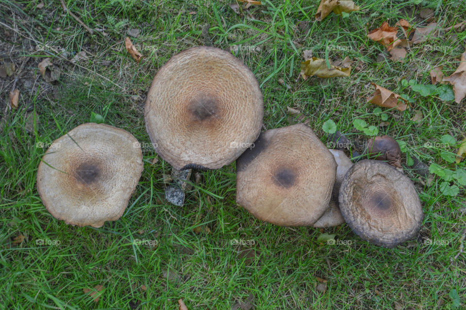 Mushrooms In The Grass