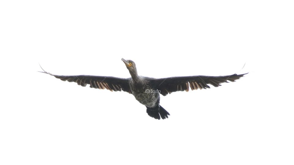 Cormorant 